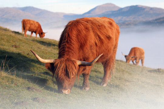 Highland cow grazing on misty hillside