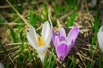 Blooming of Crocus vernus (commonly known as Spring Crocus or Giant Crocus)  © Gherzak