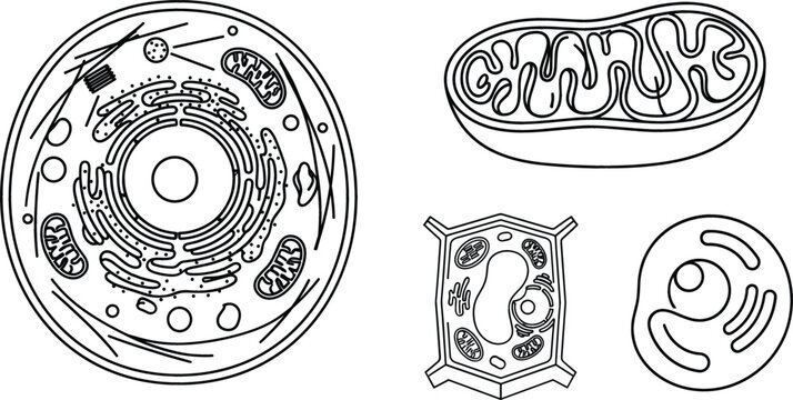 Cell line icon set for biology anatomy plant animal mitochondria nucleus science education vector