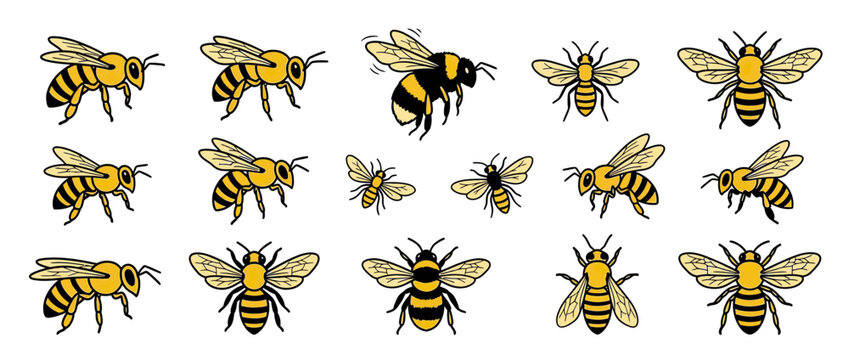 Collection of Isolated Honey Bees and Bumblebee