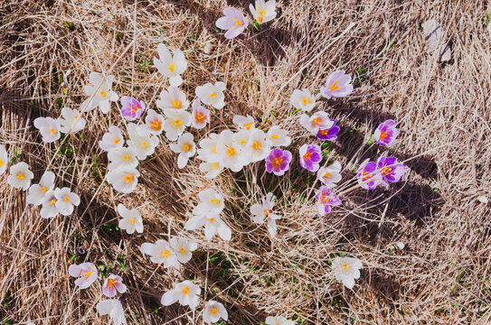 Blooming of Crocus vernus commonly known as Spring Crocus or Giant Crocus