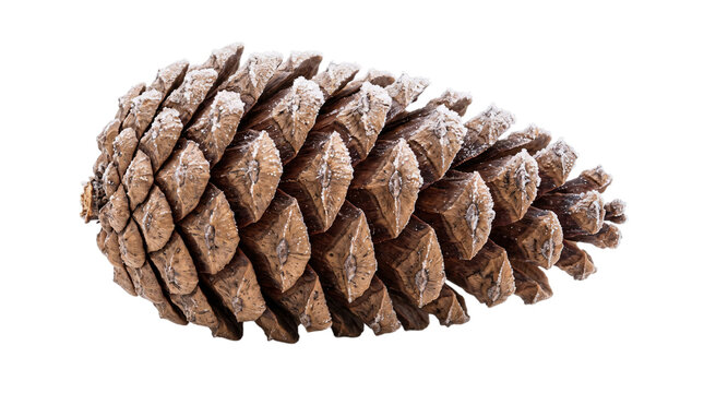 Close-up of a pine cone covered in frost on a isolated on transparent background