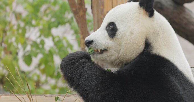 Giant panda (Ailuropoda melanoleuca) also known as the panda bear or simply the panda, is a bear native to south central China.