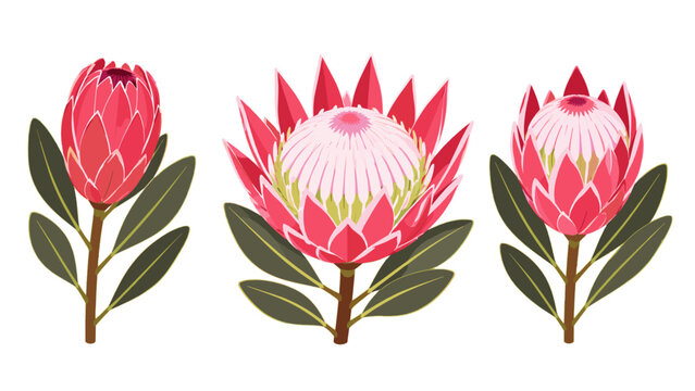 Pink and red protea flowers at different stages of bloom
