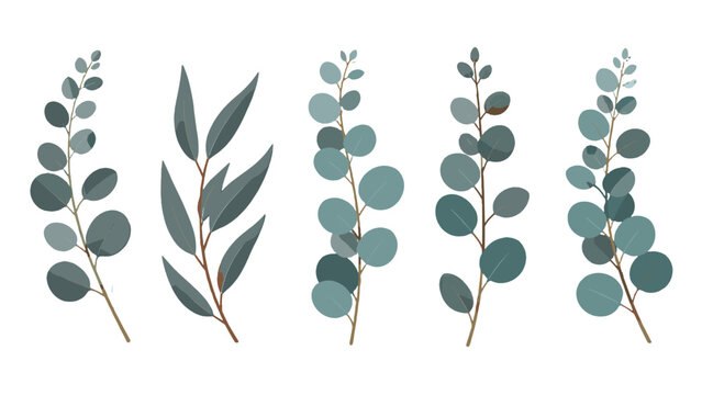 Set of eucalyptus sprigs with muted green leaves