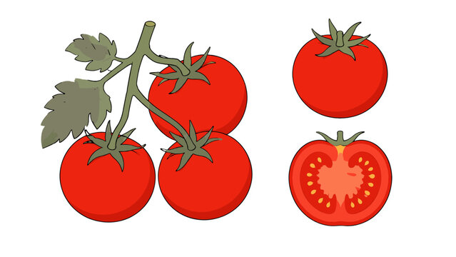 Tomatoes on a leafy vine with a cut tomato