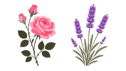 Fototapeta premium Pink rose and purple lavender flowers with foliage