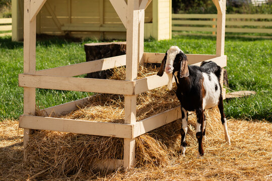 black and white goat stands beside a wooden hay feeder in a sunny farm pen, illustrating practical livestock nutrition, feeding infrastructure, animal husbandry and smallholding care