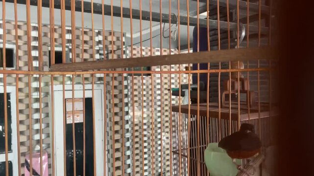 O burung murai batu