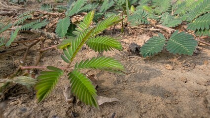 Young green mimosa pudica seedling growing in dry soil with pinnate leaves © Arid Rahman