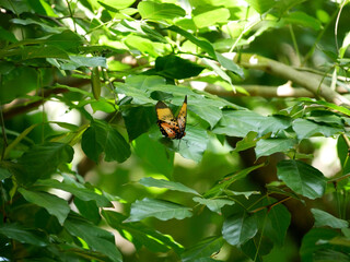 Boisduval's false acraea butterfly (Pseudacraea boisduvalii) resting on leaves in Mombasa, Kenya © Mariusz