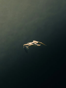 seagull in flight over water
