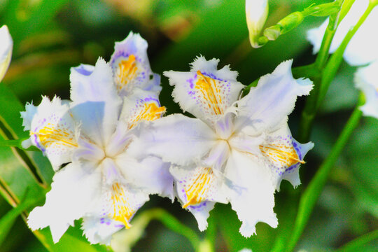 Iris japonica, commonly known as fringed iris, shaga and butterfly flower.