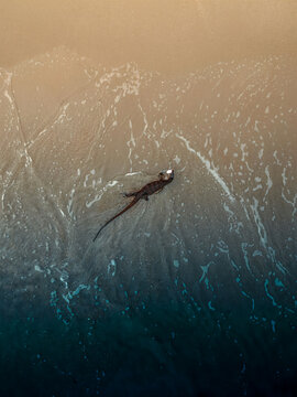 Lizard on beach