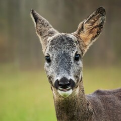 Close Up Portrait of European Roe Deer in Nature © StockPhotoPro