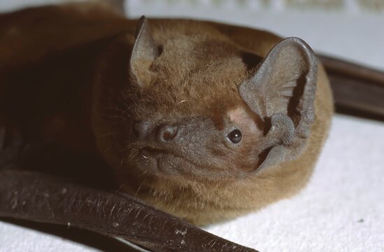 Nyctalus noctula &ndash; common noctule bat resting with brown fur and dark folded wings
