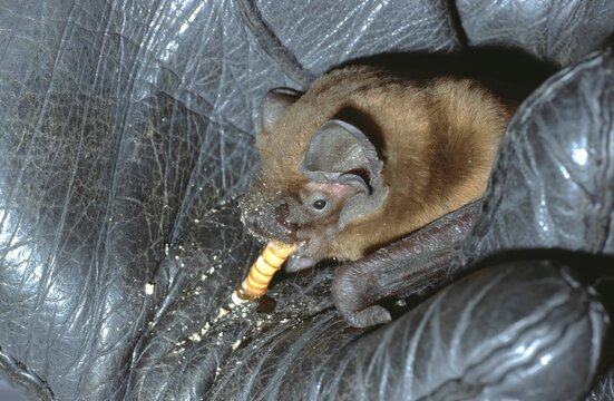 Nyctalus noctula &ndash; common noctule bat feeding on mealworm while gently supported in leather glove