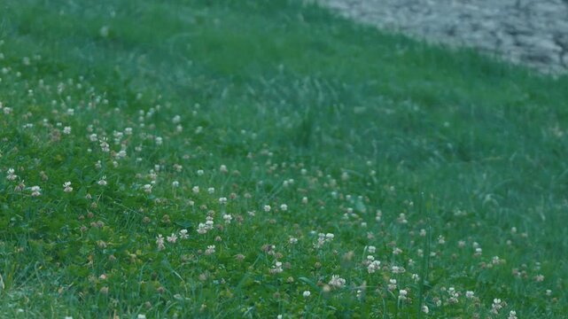 White wildflowers in focus with a faint view of a flowing river beyond the lawn