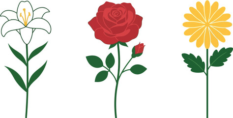 Fototapeta premium A collection of three distinct botanical illustrations featuring a white lily, a vibrant red rose with a bud, and a cheerful yellow daisy on white.