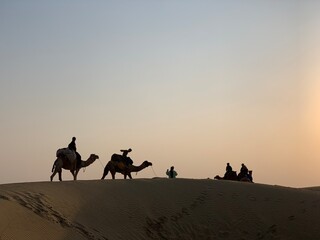 Fototapeta premium camels in the desert