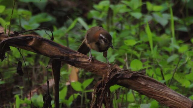 Closeup view of a lesser necklaced laughingthrush bird hitting a dry branch pf three with it beak for creating nesting material.