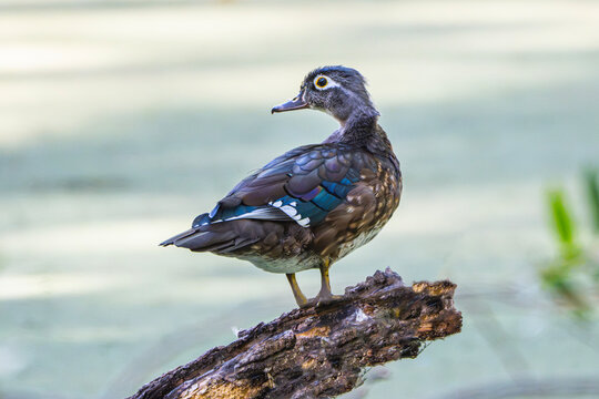 Juvenile Female Wood Duck (Aix sponsa), Perched and Posing for the Photo