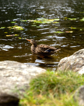 Duck drinking water on a lake