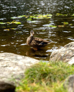 Duck drinking water on a lake
