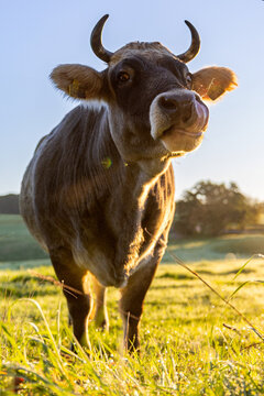 Cow licking its muzzle at sunrise
