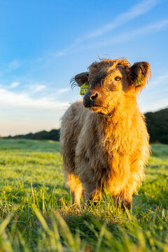 Highland calf in warm sunrise light
