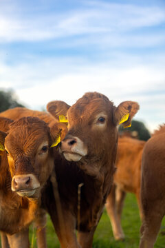 Calves on pasture in warm sunlight