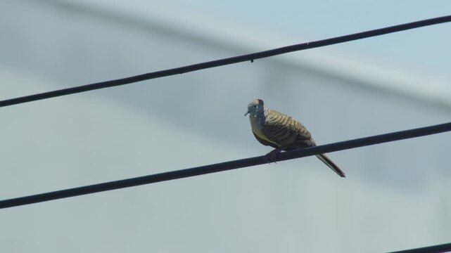 Close up view of zebra dove bird as it is standing on an electrical wire while strong wind badgering its feathers, with sunny clean sky in the background.