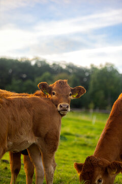 Calves on pasture in warm sunlight