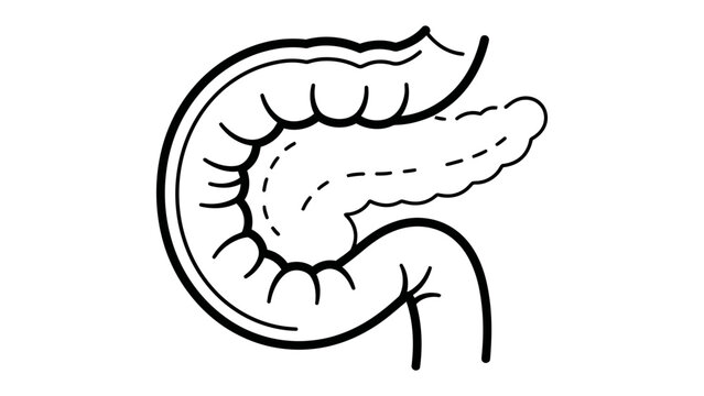 Digestive Organ Anatomy: A simplified illustration showcasing the anatomical relationship between the duodenum and the pancreas, depicting their curved and elongated forms within the digestive system.