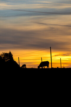 Calves and mother cow silhouetted at sunrise