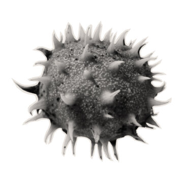 Round chestnut pod. Monochrome illustration of a spiny plant on a white background. Vector.