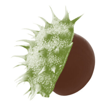 Green chestnut. Spiky plant in a halftone style. For scrapbook decoration.