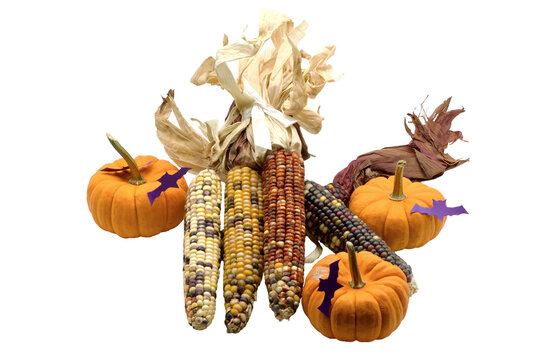fall/Halloween decorations of Indian corn and pumpkins with purple bats Isolated on transparent background 