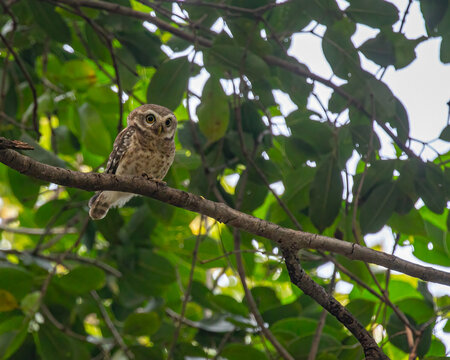 A Spotted Owl