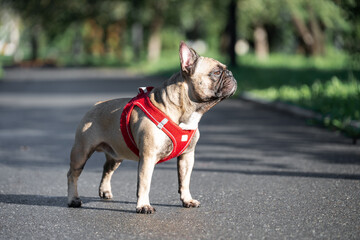 Domestic animal wellness habits, popular bulldog breed muscular body and posture structure, and active pet care infrastructure . © alan
