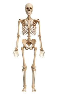 a human anatomical skeleton standing upright on transparent background