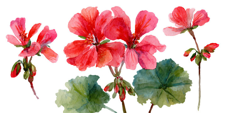 Watercolor illustration of vibrant red geranium flowers and green leaves, showcasing detailed petals and foliage in a cutout PNG format for design use