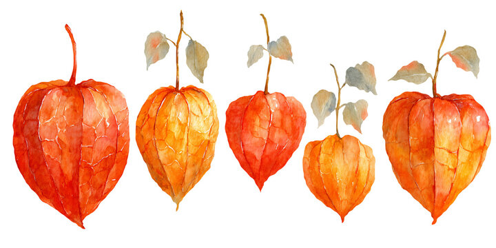 Watercolor illustration of five orange and red physalis fruits with green leaves, showcasing varying sizes and shapes, ideal for floral design and botanical art projects