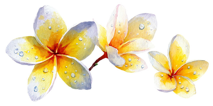 Watercolor illustration of three yellow plumeria flowers with droplets on petals, showcasing delicate details and vibrant colors against a white background