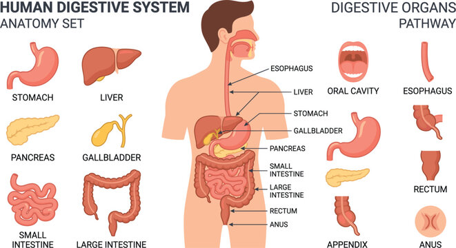 Human digestive system anatomy set infographic chart with labeled internal organs vector illustration