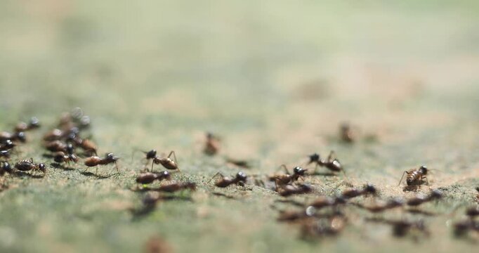 Nasute termites large group of worker and soldier termites gathered on a log and on the ground.