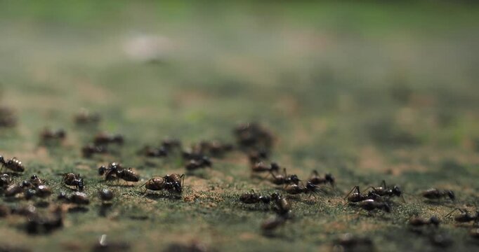 Nasute termites large group of worker and soldier termites gathered on a log and on the ground.