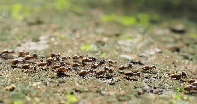 Nasute termites large group of worker and soldier termites gathered on a log and on the ground.