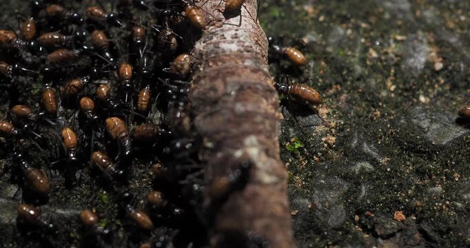 Nasute termites large group of worker and soldier termites gathered on a log and on the ground.