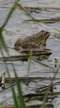 Video vertical de rana en el agua, Aiguamolls de l&rsquo;Empord&agrave;